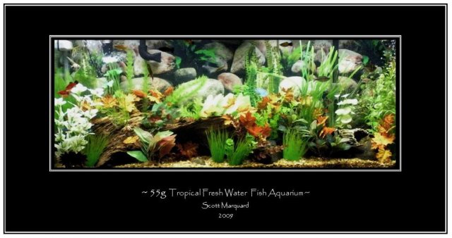 55g Tank at Night.jpg