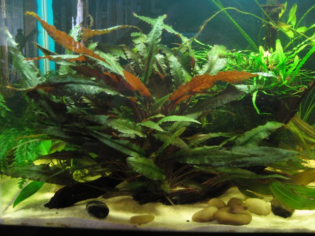 Crypt Wendtii 'red' 1.JPG Crypt Wendtii 'red' 1.JPG
