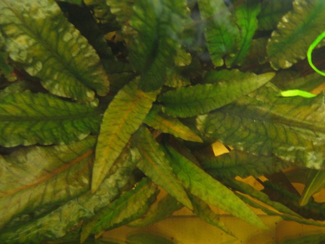 Crypt Wendtii 'red' 2.JPG Crypt Wendtii 'red' 2.JPG