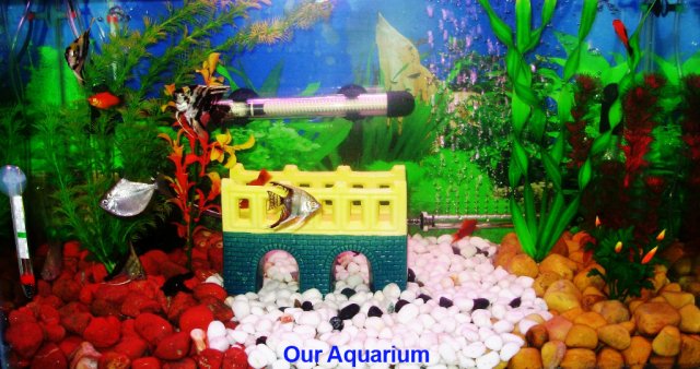 Aquarium.JPG Aquarium.JPG