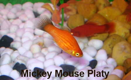 Mickey Mouse Platy.JPG Mickey Mouse Platy.JPG