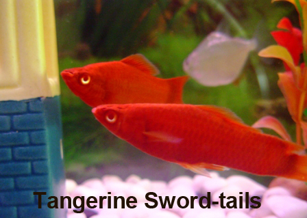 Tangerines Sword-tails.JPG