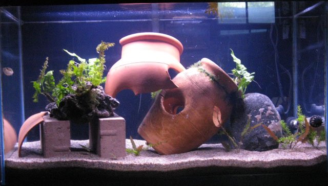 Copy of tank.jpg