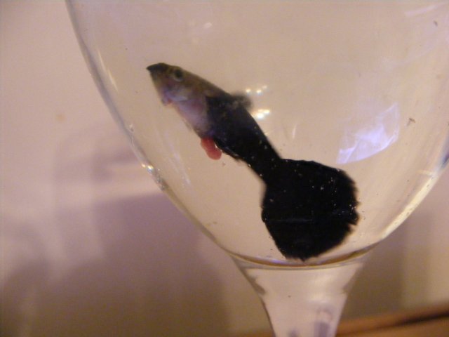 prolapesed intestin in Guppy.jpg