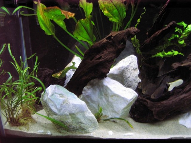 pet0024.JPG