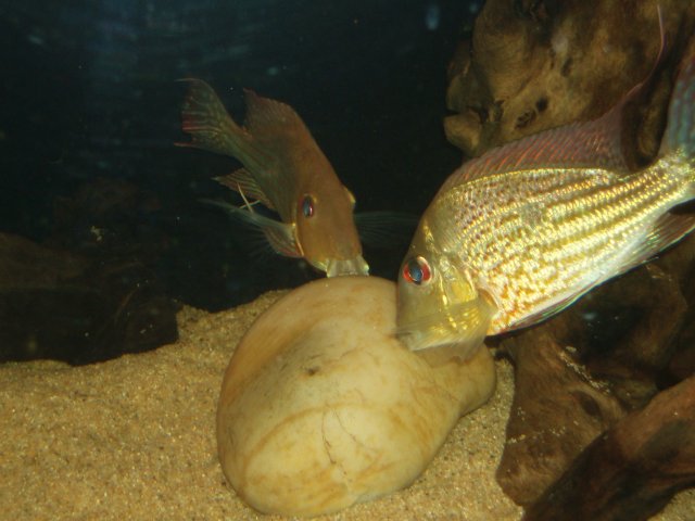 Breeding 01.JPG Breeding 01.JPG