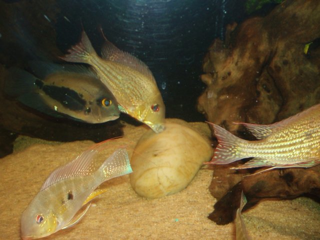 Breeding 02.JPG Breeding 02.JPG