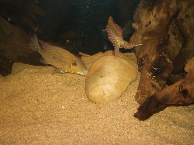 Breeding 03.JPG Breeding 03.JPG