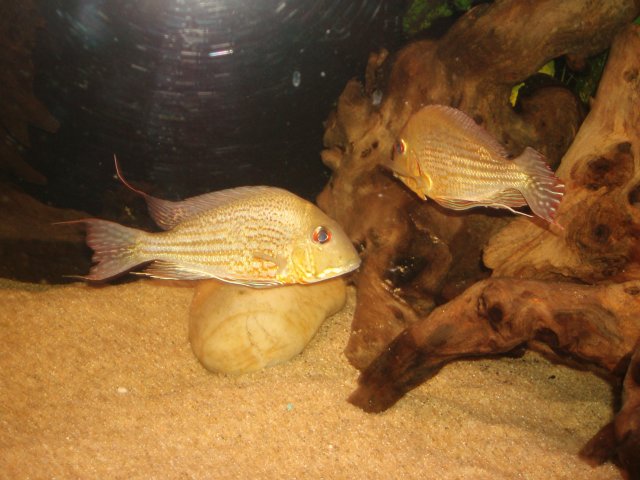 Breeding 04.JPG Breeding 04.JPG