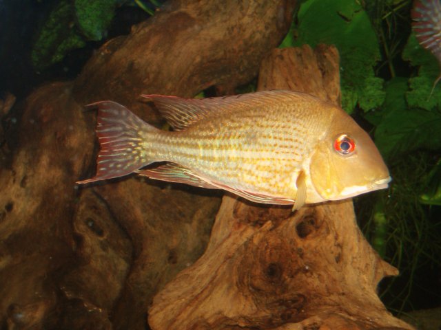 Breeding 05.JPG Breeding 05.JPG