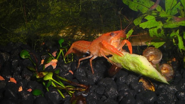 Crumpy.jpg