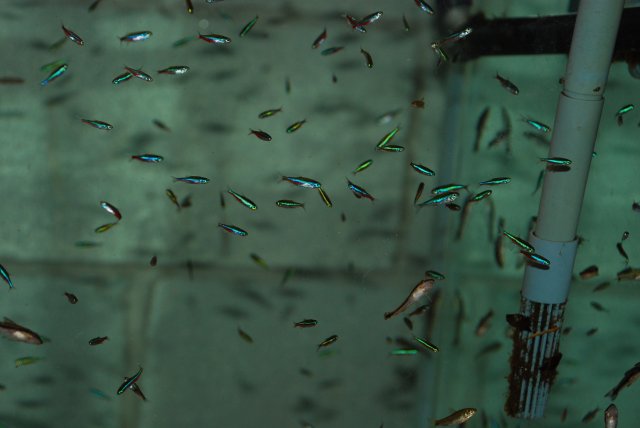 stand and huge fish import 027.jpg