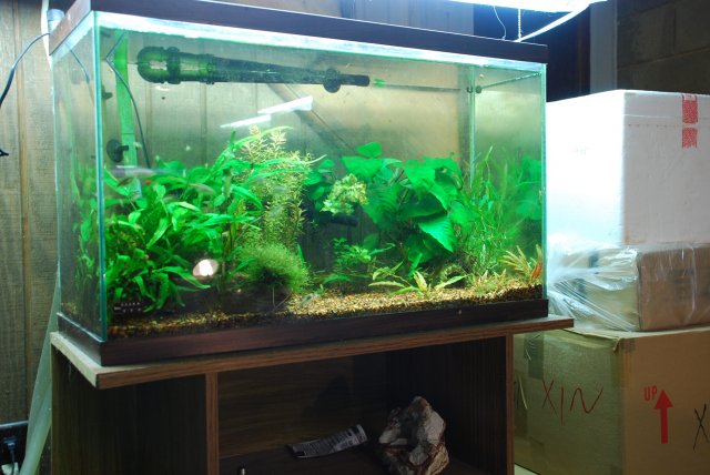 stand and huge fish import 020.jpg