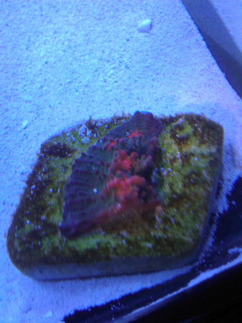 Phone Pictures 146.jpg