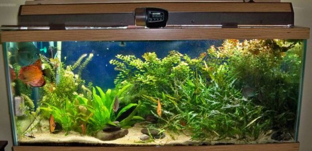75 Gallon.jpg