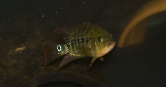 FESTAE SWIMS FOR ME.JPG