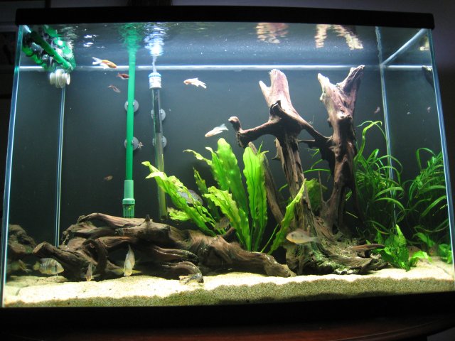 Aquarium 918.jpg