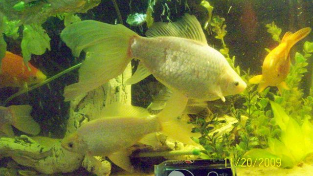 my goldfish 019.JPG