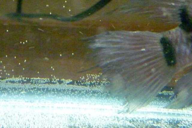 Fin Rot Convict.jpg