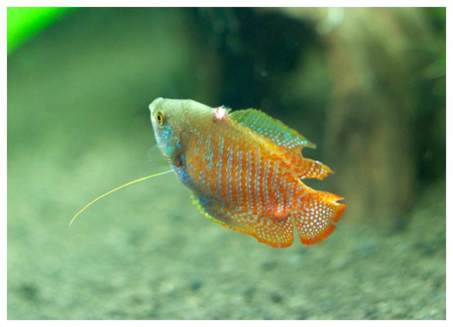 gourami2.jpg gourami2.jpg