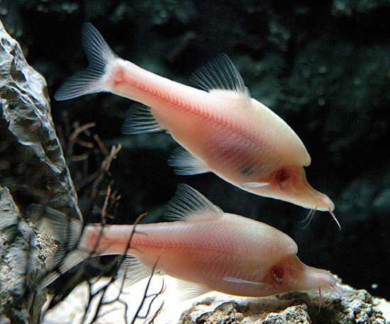weirdfish.jpg
