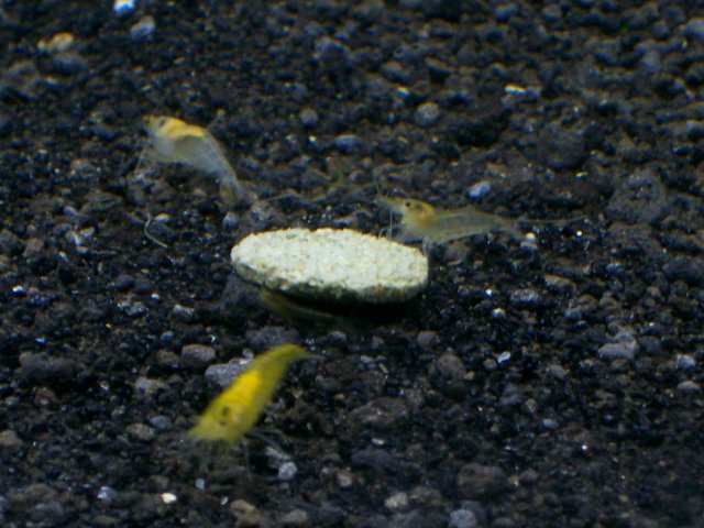 3 yellows eating wafer.jpg