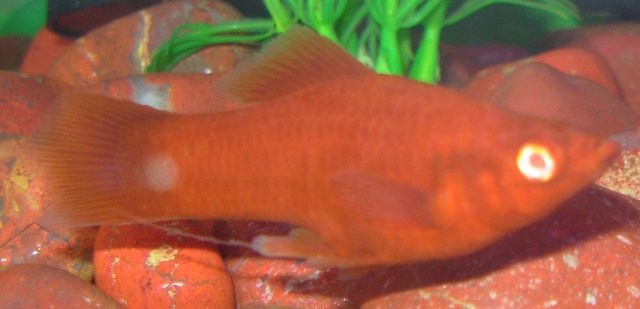 Tang01.JPG Tang01.JPG