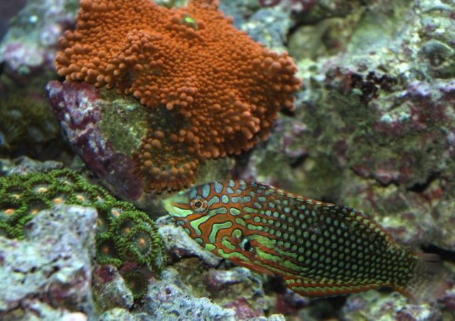 Ornate Wrasse.jpg