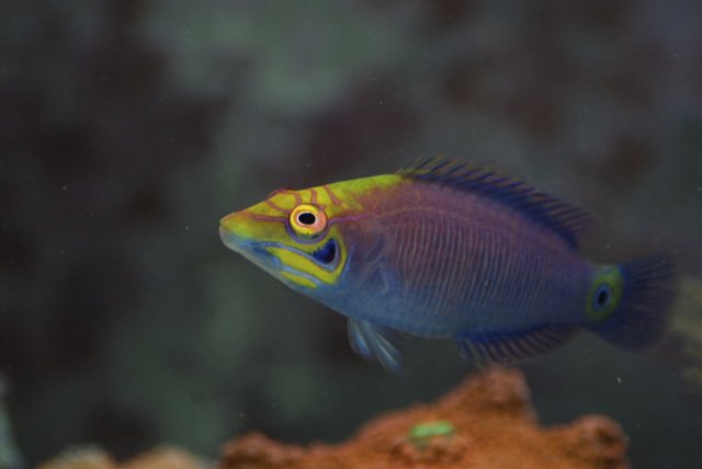 Mystery Wrasse.jpg