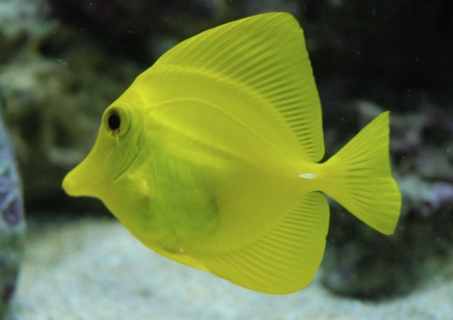 YELLOW TANG.jpg