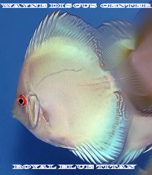 m_RoyalBlueTitanJuvie.jpg