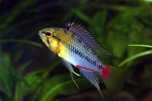 Apistogramma hongsloi for web.jpg