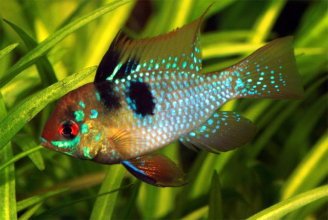 Blue Ram for Web.jpg
