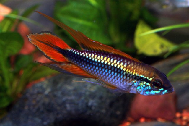 Male Apisto Ag for Web.jpg
