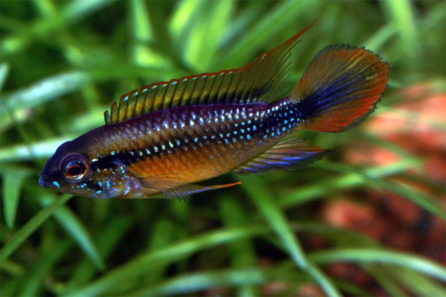 Female Apisto Ag for web.jpg