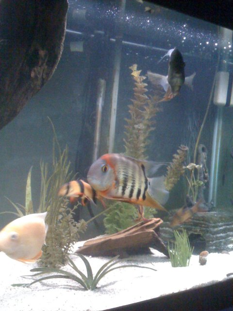 IMG_0519.JPG IMG_0519.JPG