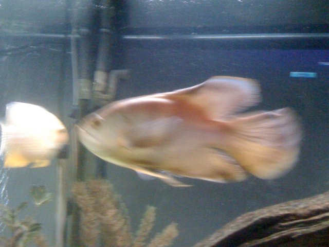 IMG_0520.JPG IMG_0520.JPG