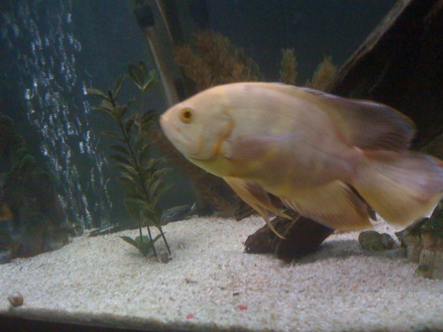 IMG_0525.JPG IMG_0525.JPG