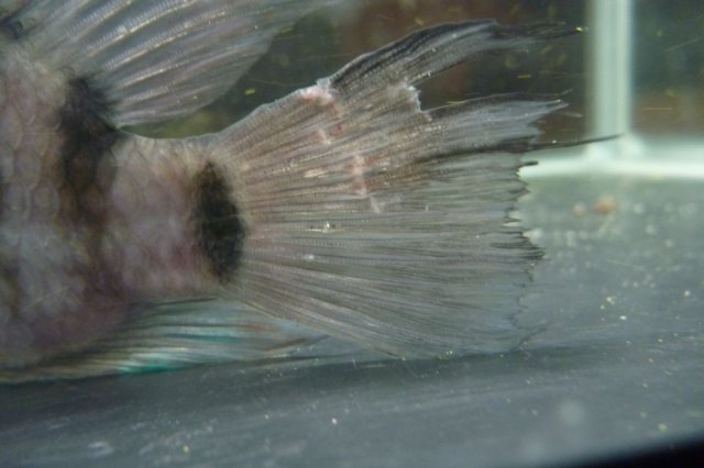 Convict Tail.jpg