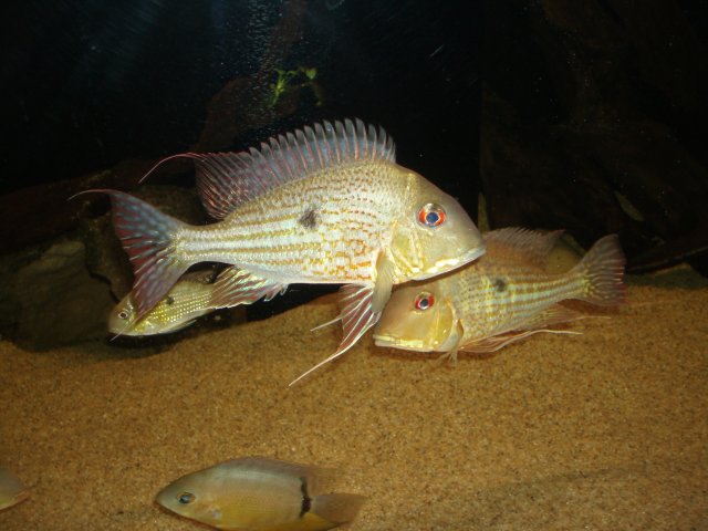 New Abalios 00.JPG