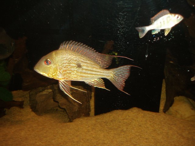 New Abalios 02.JPG