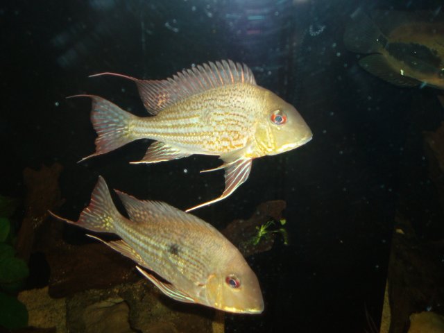 New Abalios 03.JPG