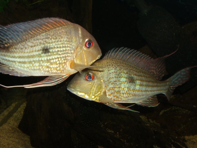 New Abalios 07.JPG