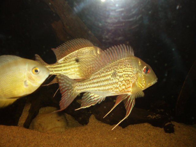 New Abalios 09.JPG