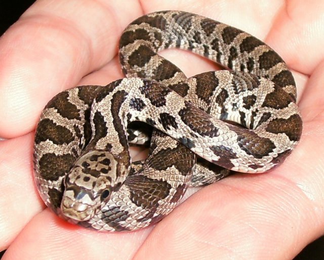 snake.jpg