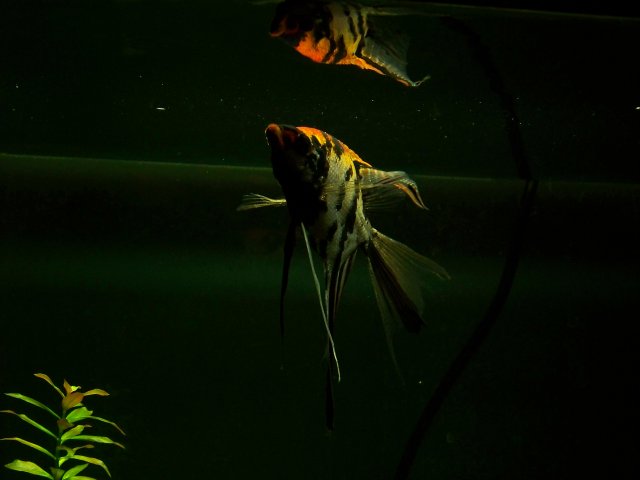 100_1715.jpg