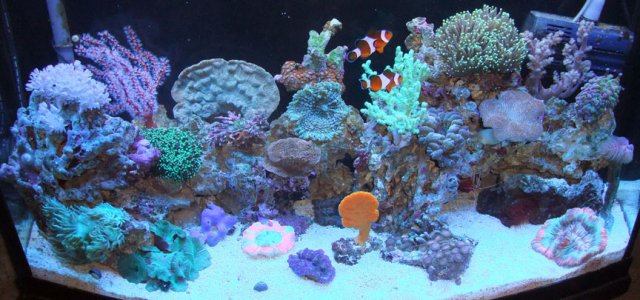 tank10_09.jpg
