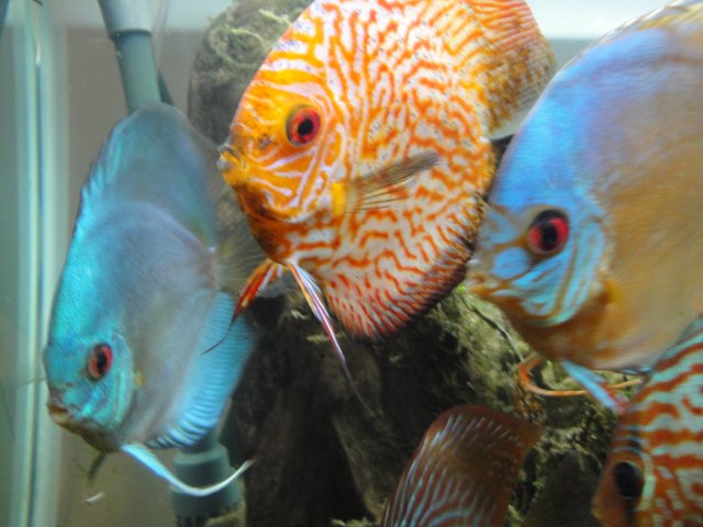 DSC00082.JPG