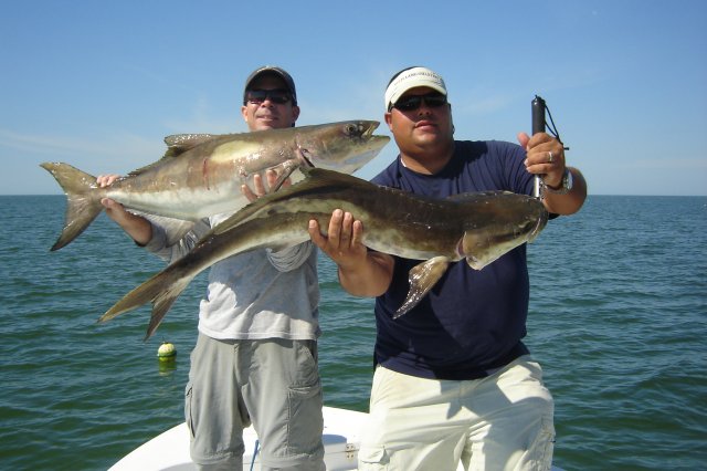 Cobia, Fishtank, tony dec 1 2009 032.JPG