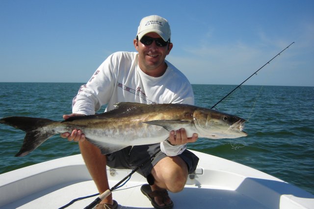 Cobia, Fishtank, tony dec 1 2009 045.JPG